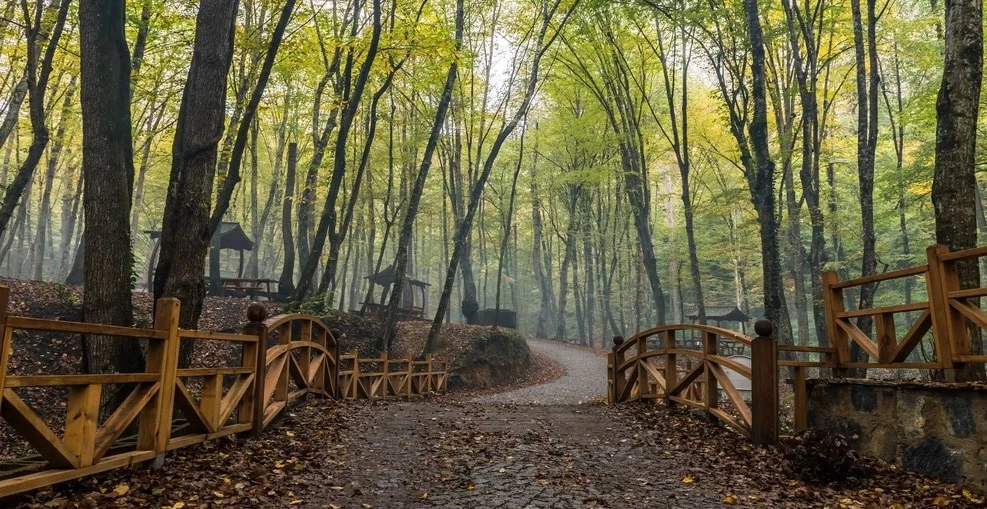 Virgin forest near Istanbul, Belgrade Park